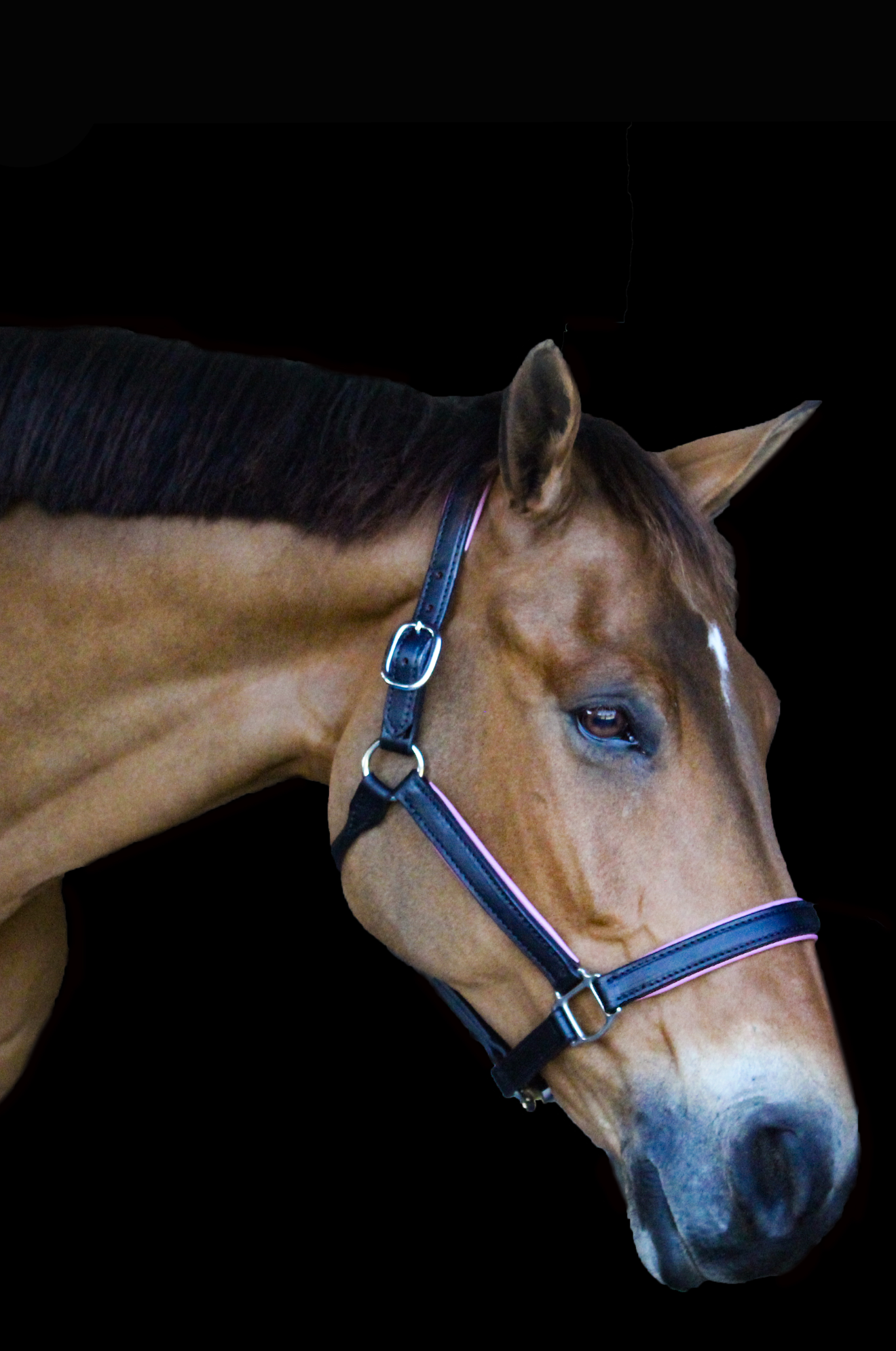 An application scenario or product detail of custom halters for horses leather - Image 5