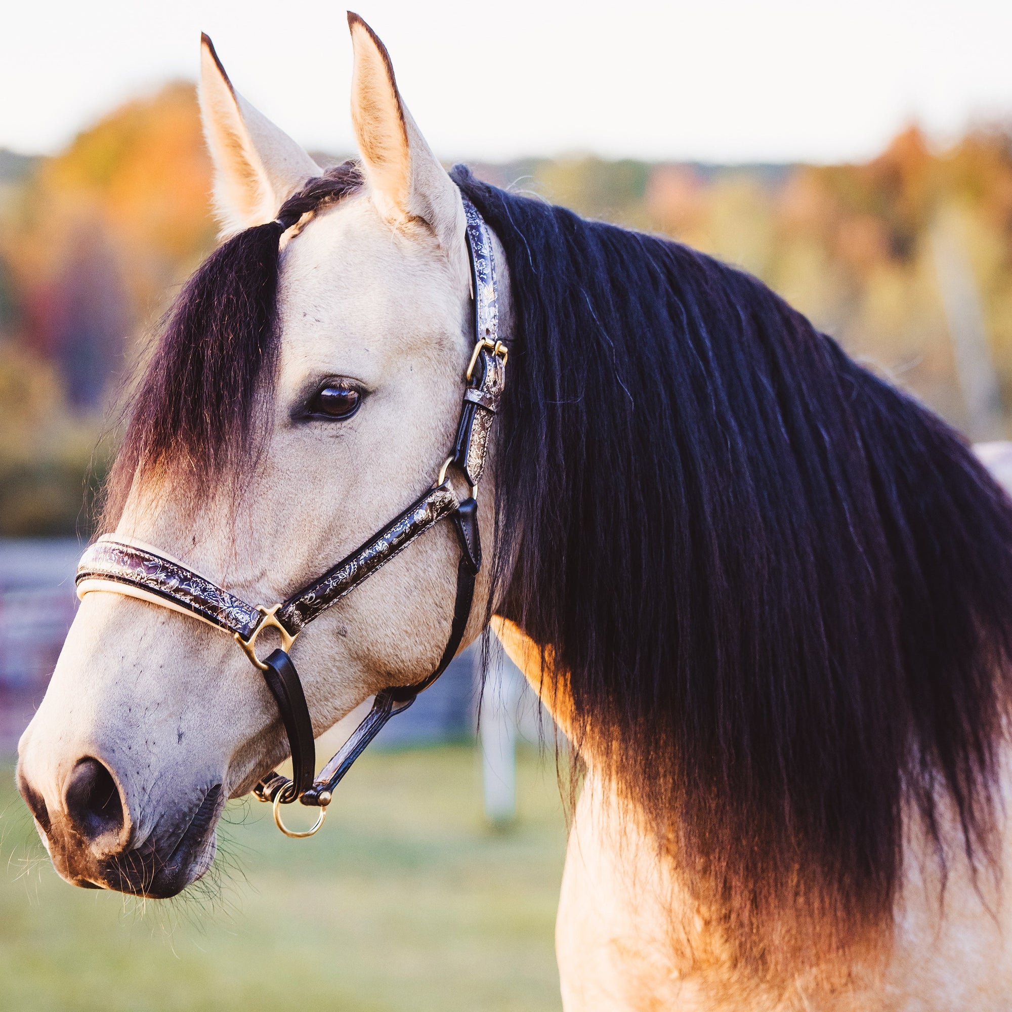 An application scenario or product detail of custom halters for horses leather - Image 13