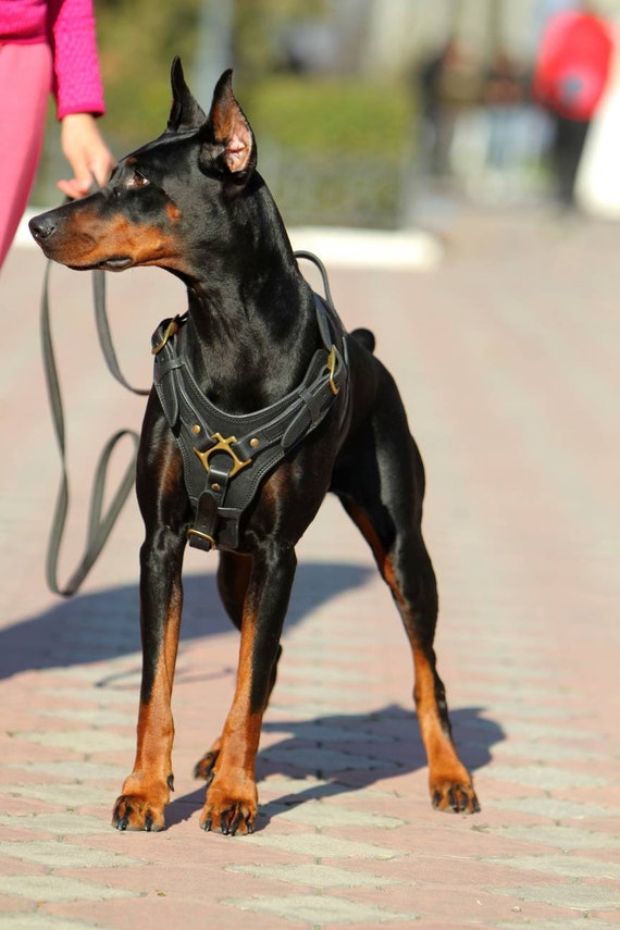 An application scenario or product detail of custom leather dog harness - Image 4