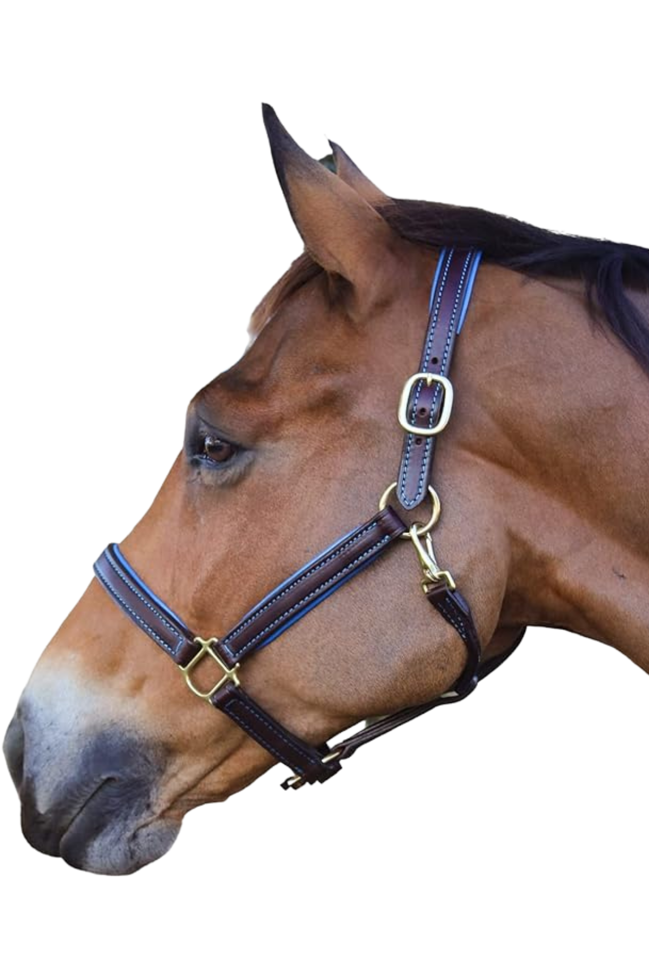 An application scenario or product detail of custom leather halters - Image 1