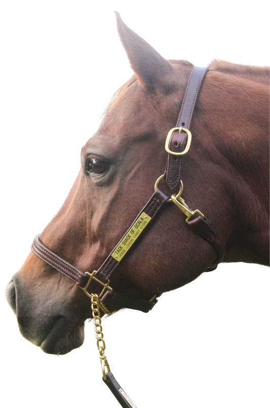 An application scenario or product detail of custom leather halters - Image 5