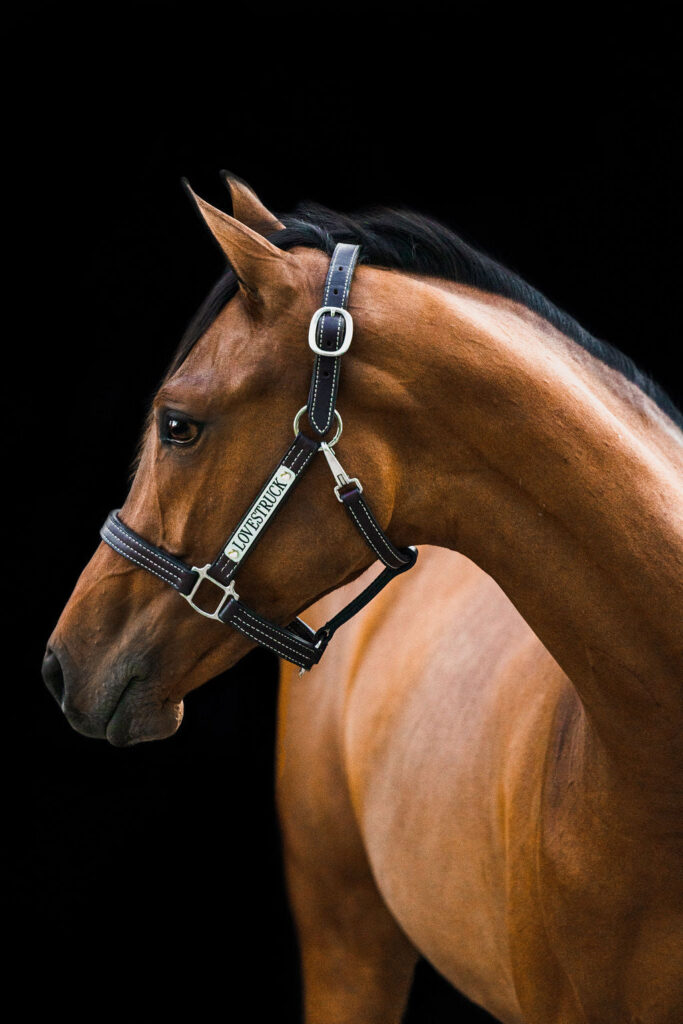 Featured image for the custom leather halters guide