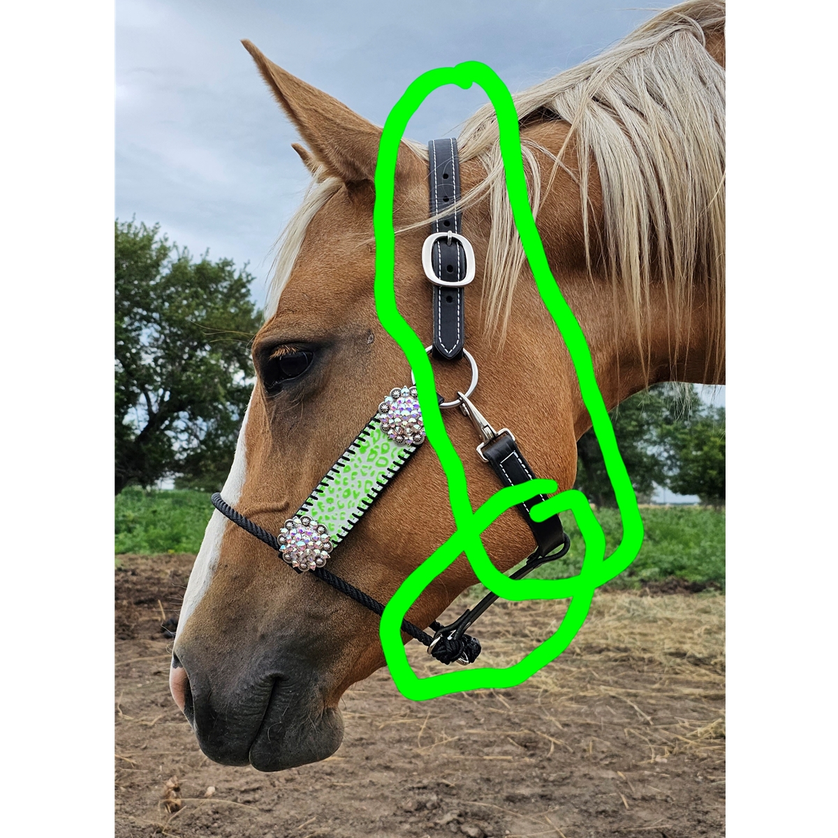 An application scenario or product detail of custom leather horse halters - Image 1