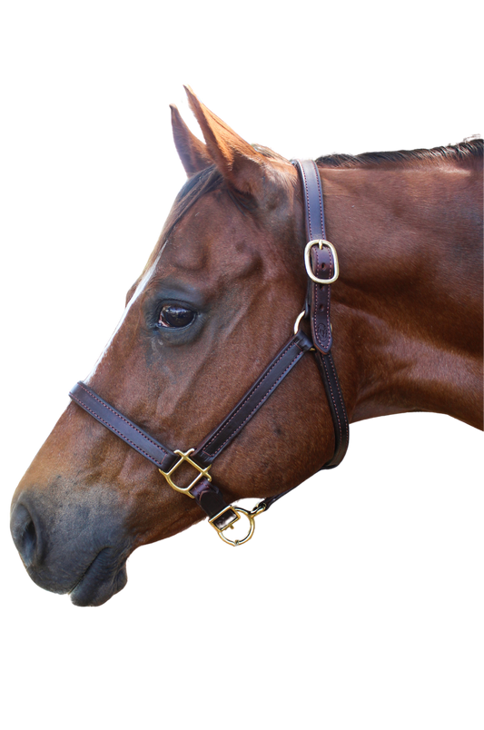 An application scenario or product detail of custom leather horse halters - Image 17