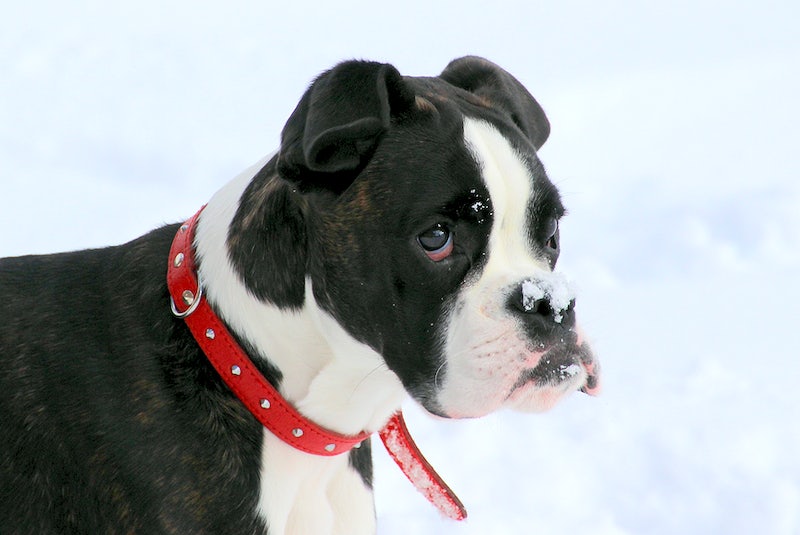 An application scenario or product detail of how to make a leather dog collar - Image 19