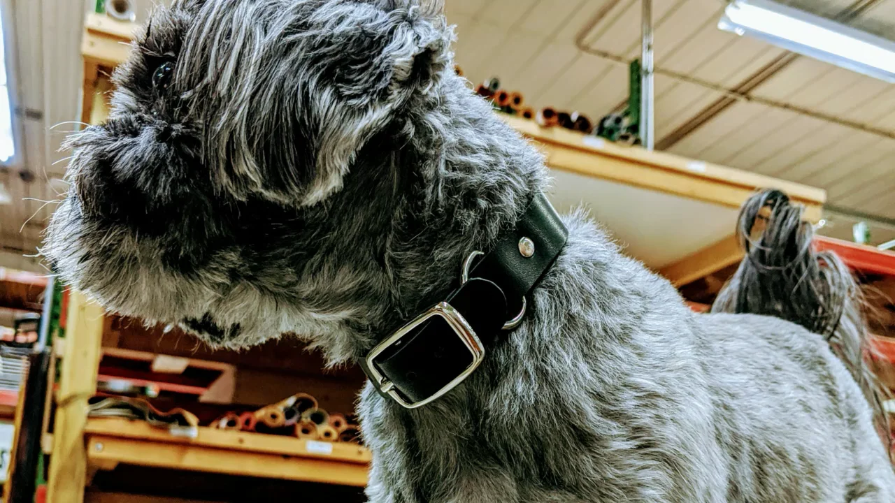 An application scenario or product detail of how to make a leather dog collar - Image 21