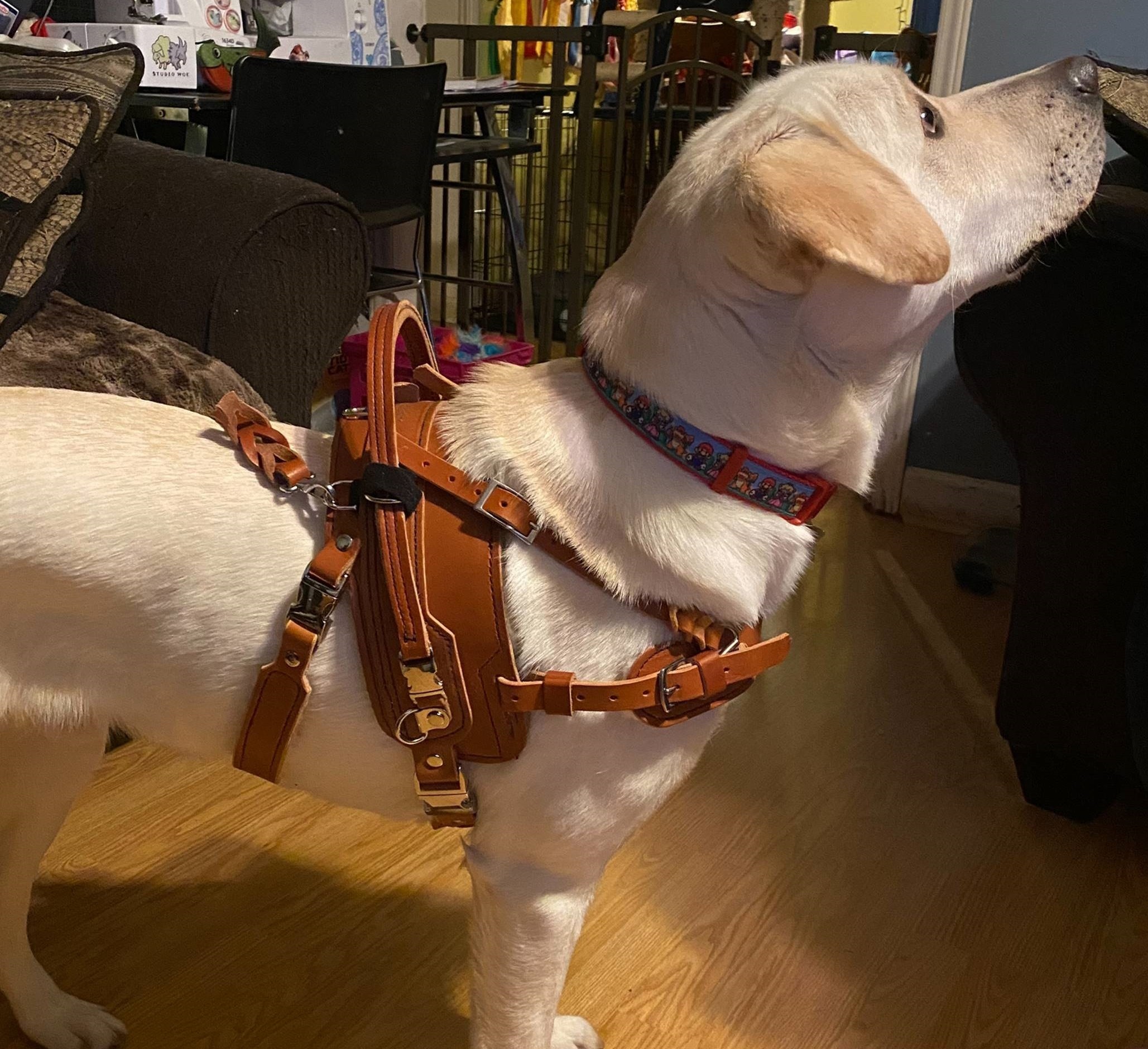 An application scenario or product detail of leather service dog harness - Image 14