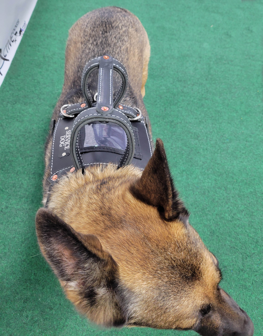 An application scenario or product detail of leather service dog harness - Image 15
