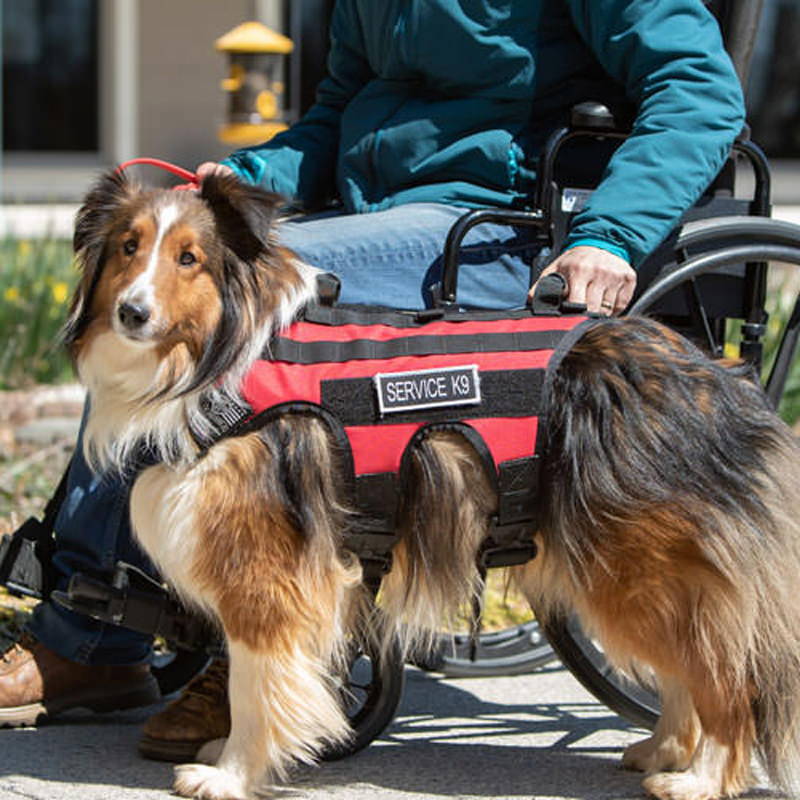 An application scenario or product detail of leather service dog harness - Image 19