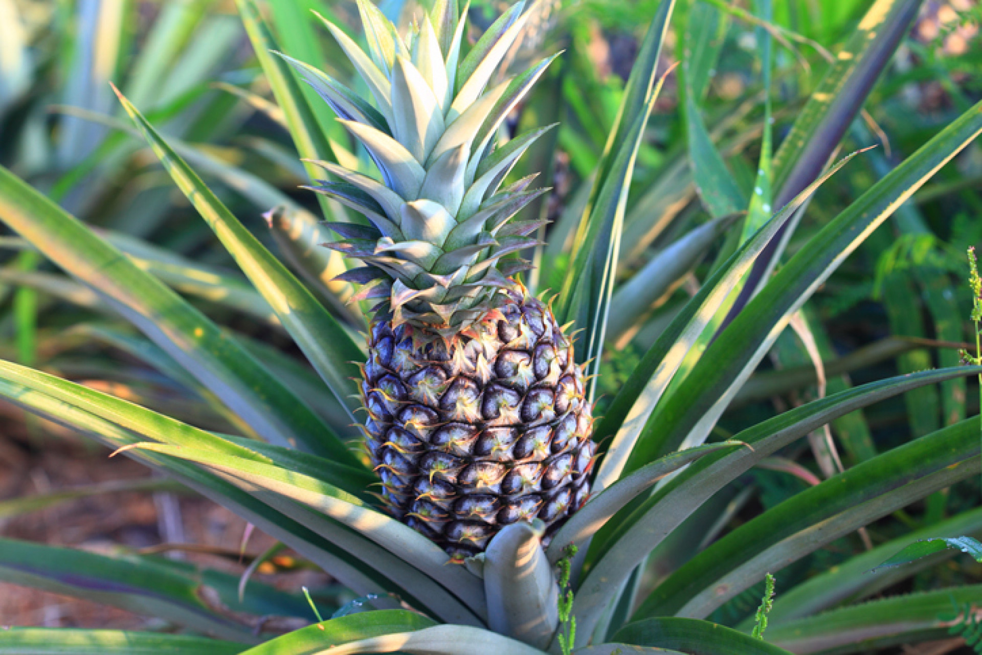 An application scenario or product detail of pleather plants - Image 11