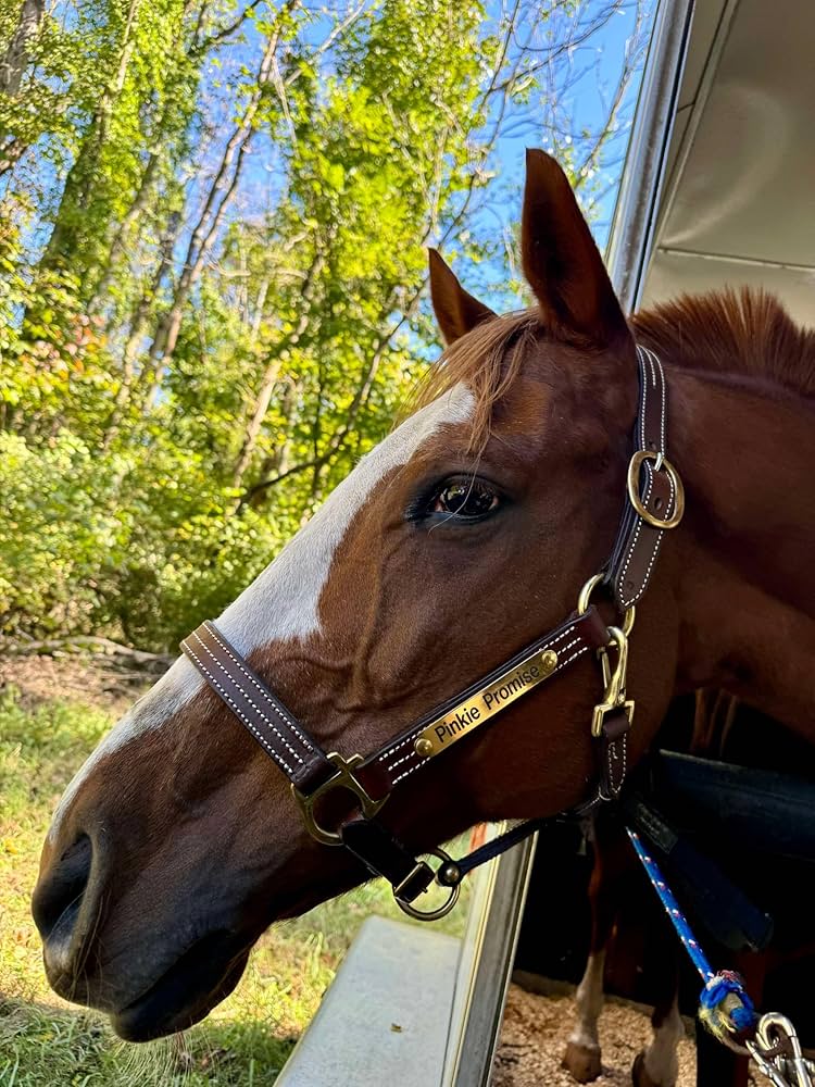 An application scenario or product detail of custom halters for horses leather - Image 1