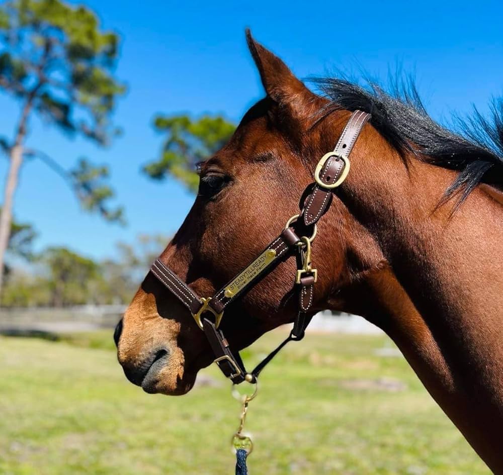 An application scenario or product detail of custom halters for horses leather - Image 10