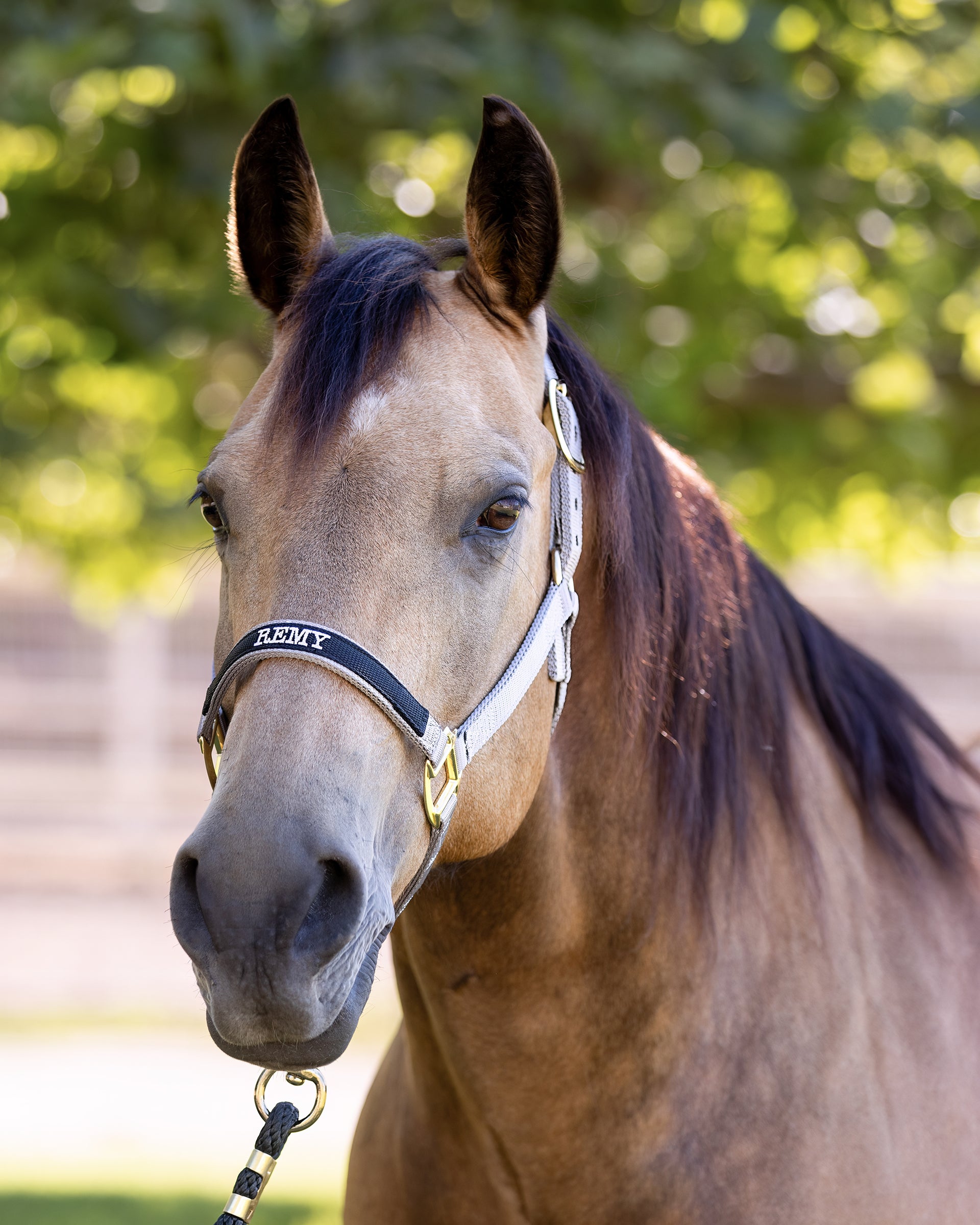 An application scenario or product detail of custom halters for horses leather - Image 13