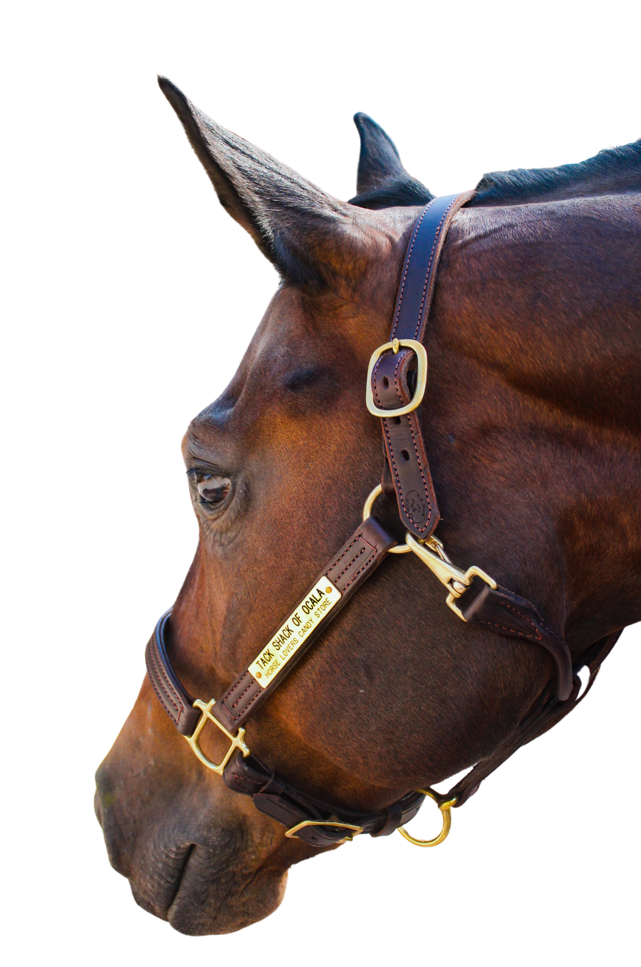 An application scenario or product detail of custom halters for horses leather - Image 15