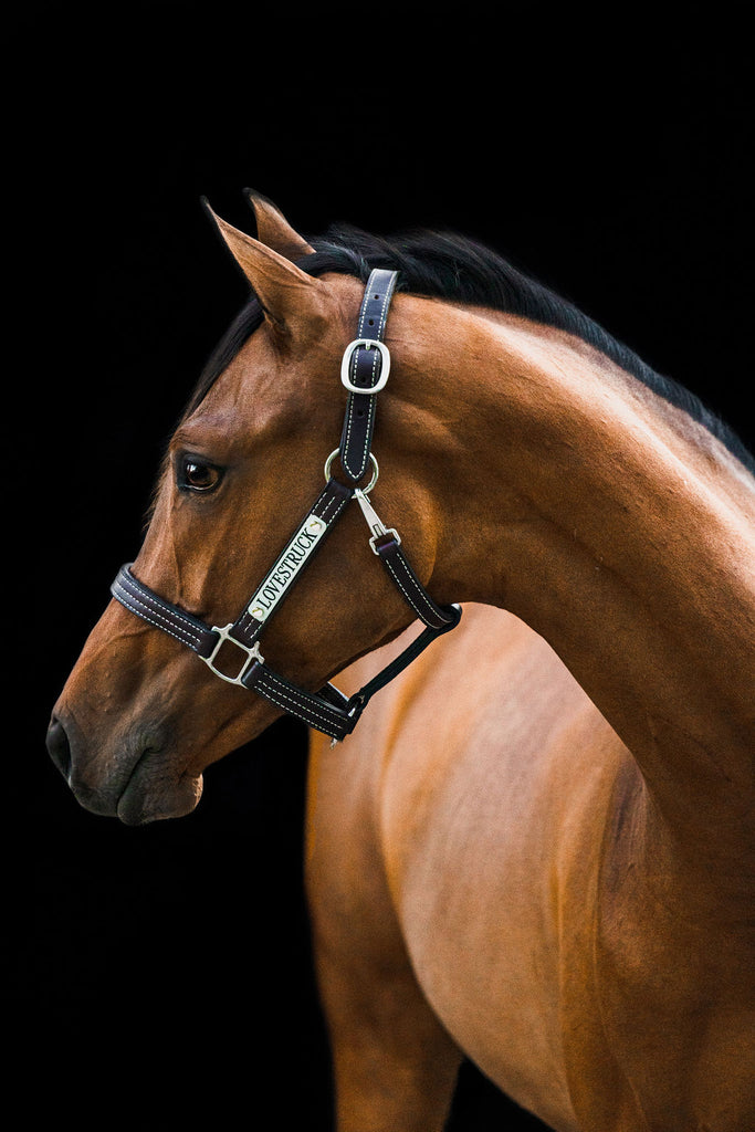 Featured image for the custom halters for horses leather guide