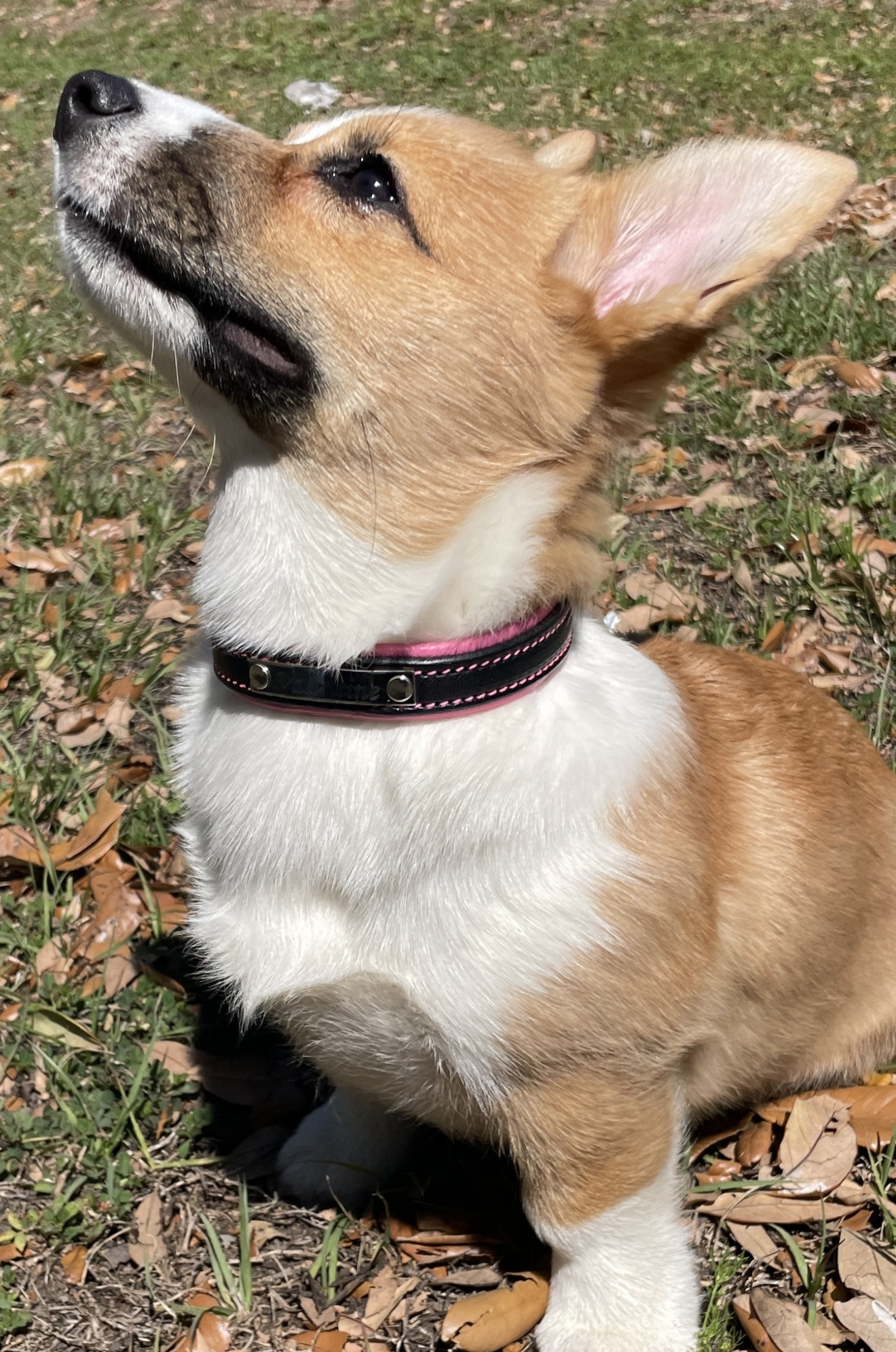 An application scenario or product detail of custom leather dog collars - Image 15