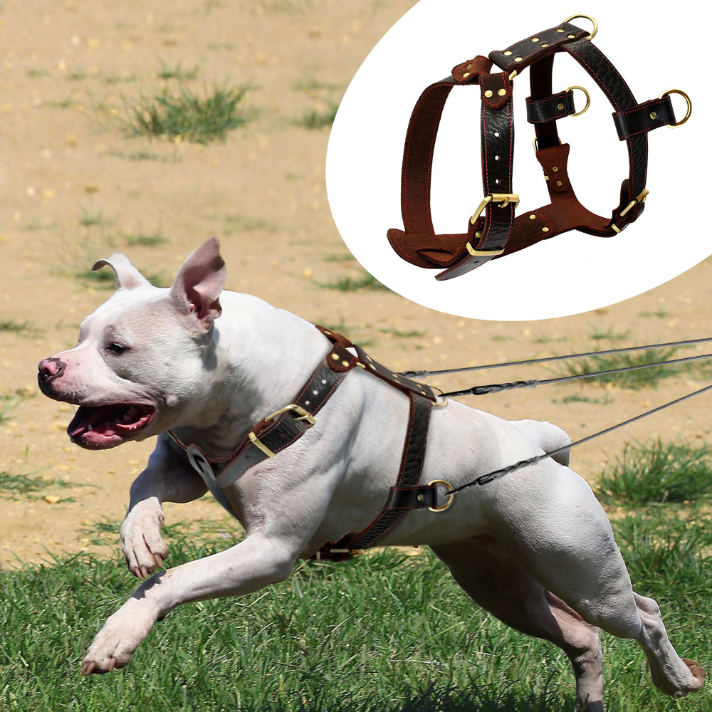 An application scenario or product detail of custom leather dog harness - Image 11