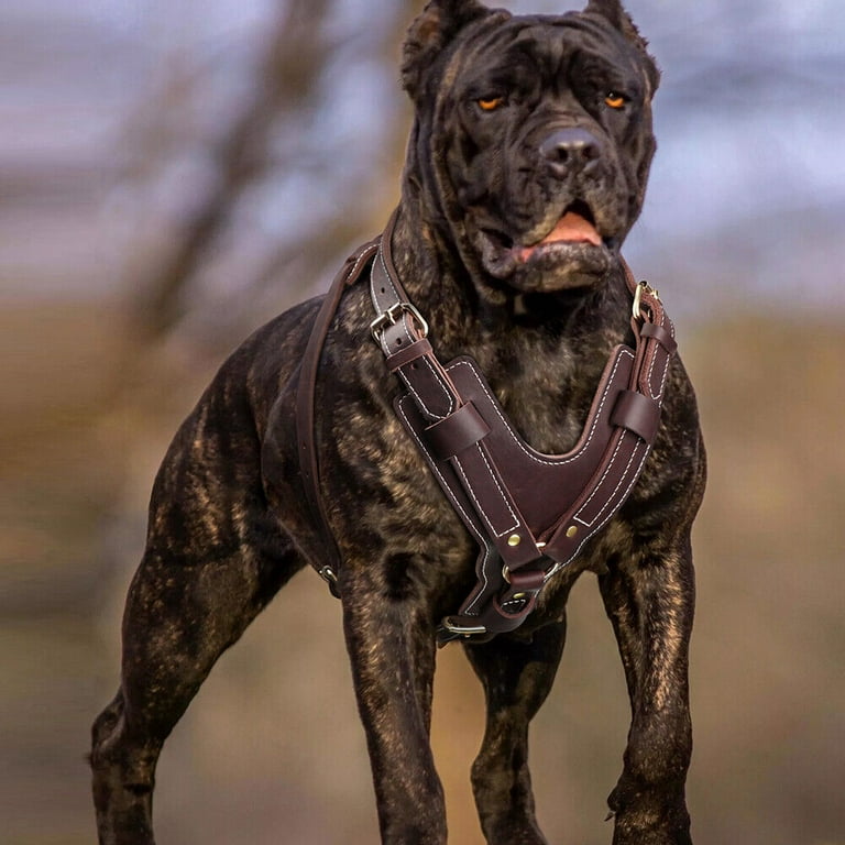 An application scenario or product detail of custom leather dog harness - Image 24