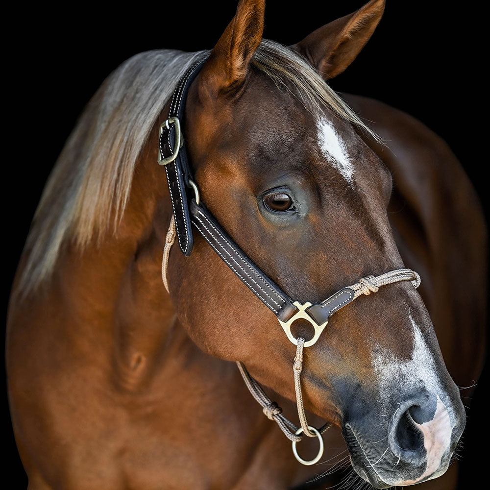 An application scenario or product detail of custom leather halters - Image 6