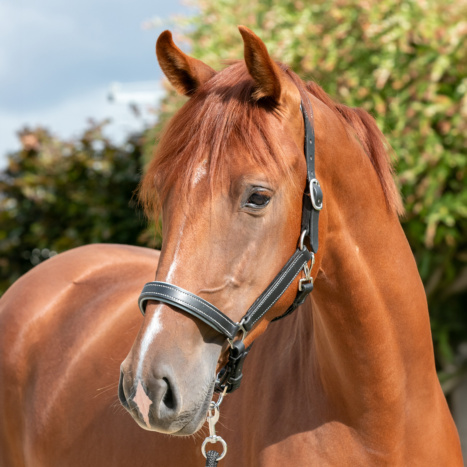 An application scenario or product detail of custom leather halters - Image 18
