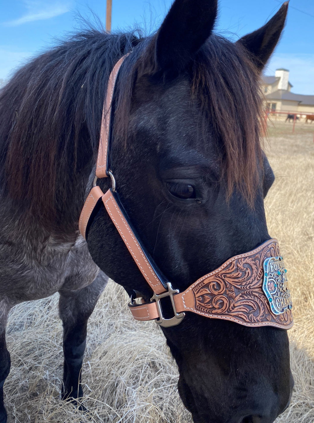 An application scenario or product detail of custom leather halters - Image 19