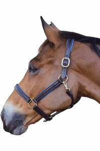 Featured image for the custom leather halters guide