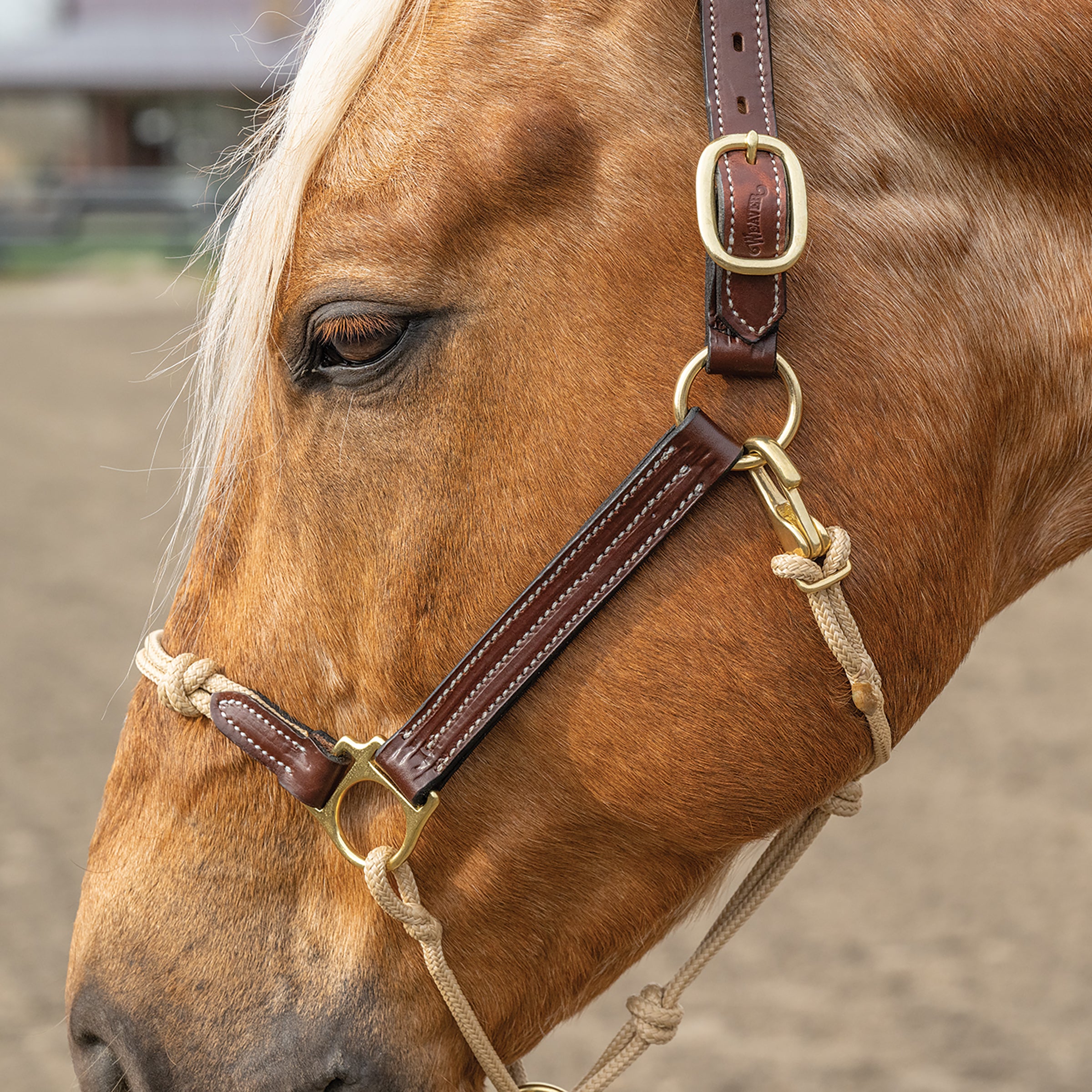 An application scenario or product detail of custom leather horse halters - Image 2