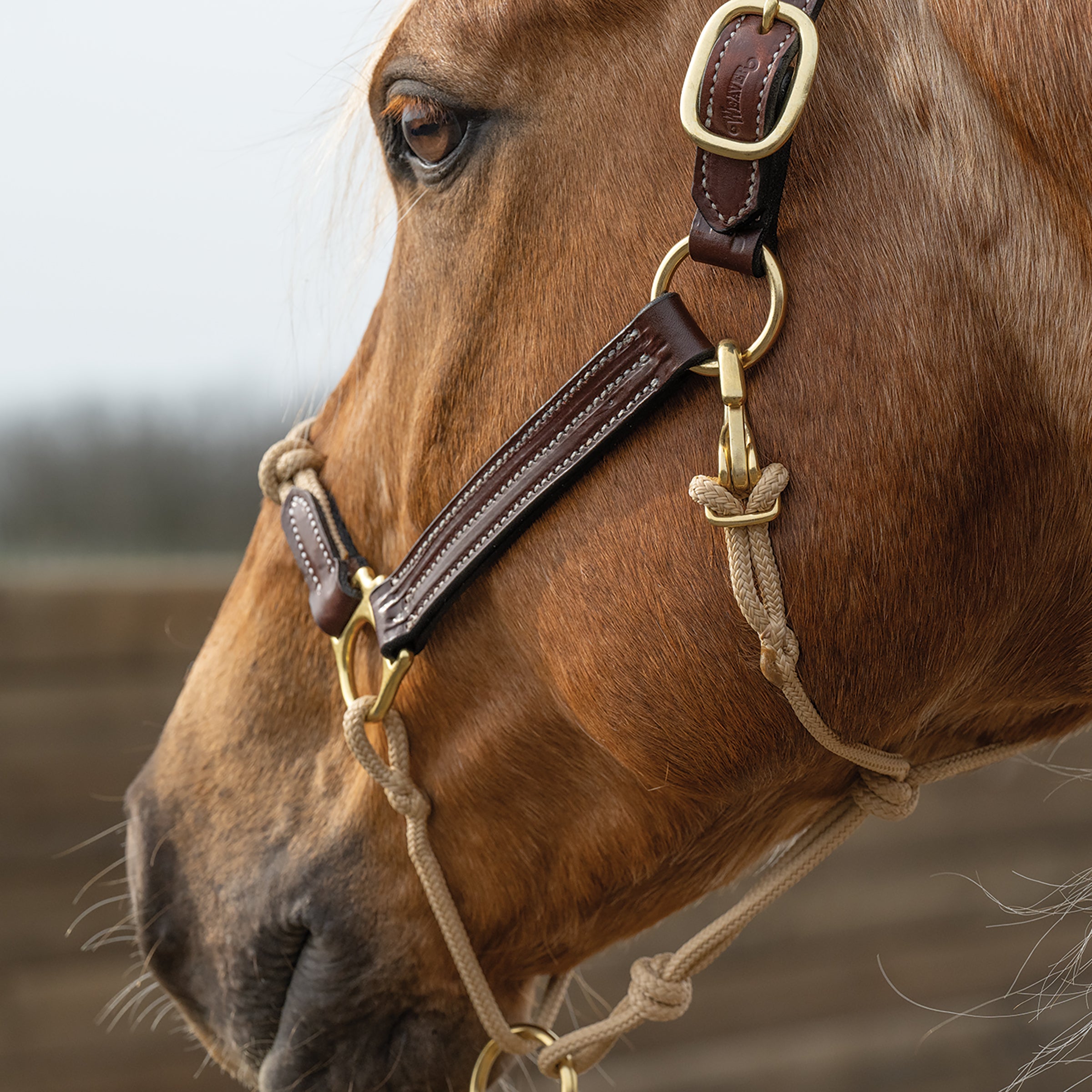 An application scenario or product detail of custom leather horse halters - Image 10