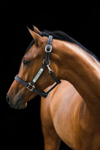 Featured image for the custom leather horse halters guide