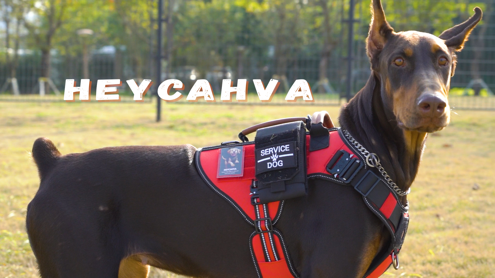 An application scenario or product detail of leather service dog harness - Image 5