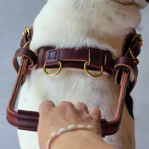 An application scenario or product detail of leather service dog harness - Image 11