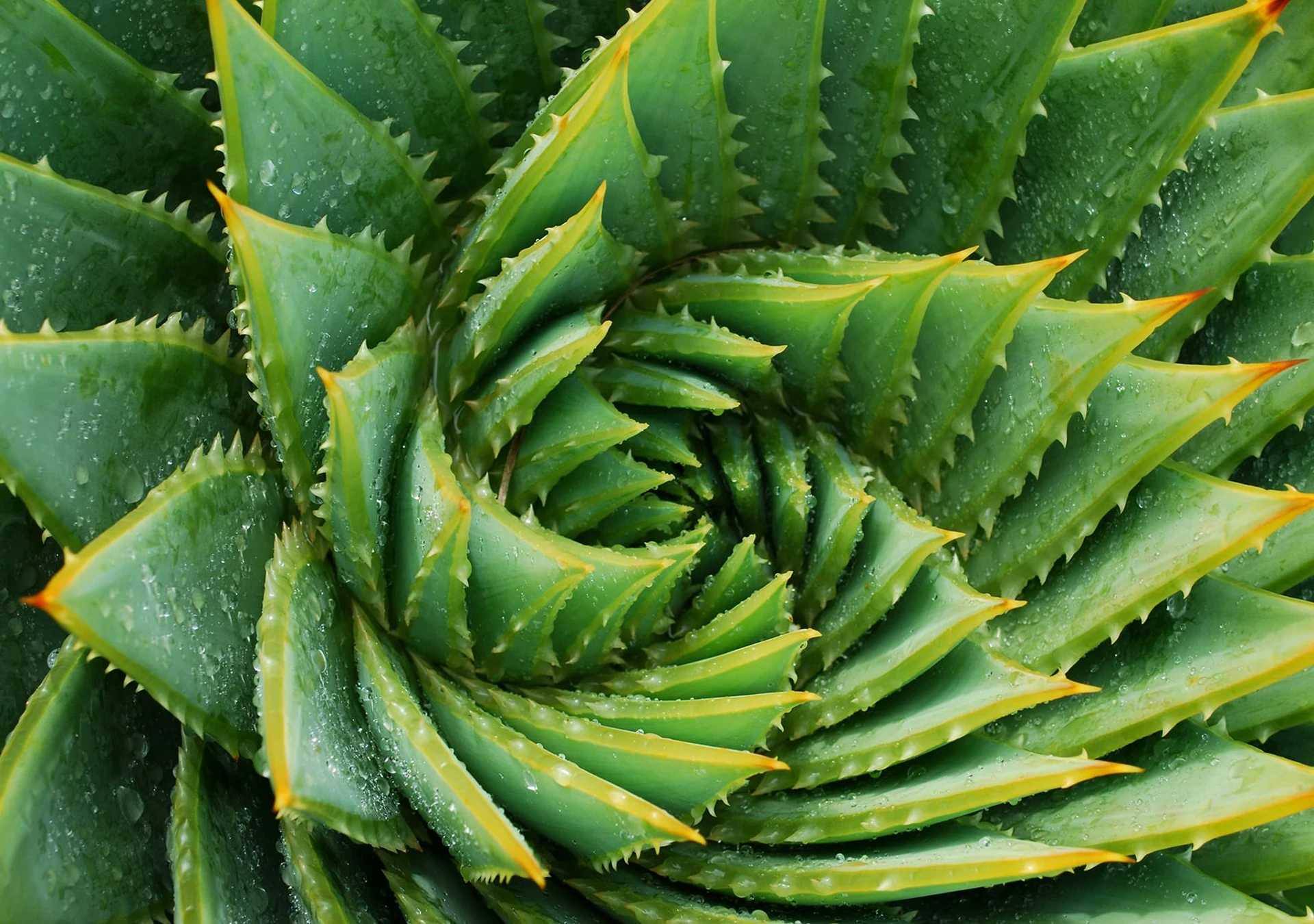 An application scenario or product detail of pleather plants - Image 7