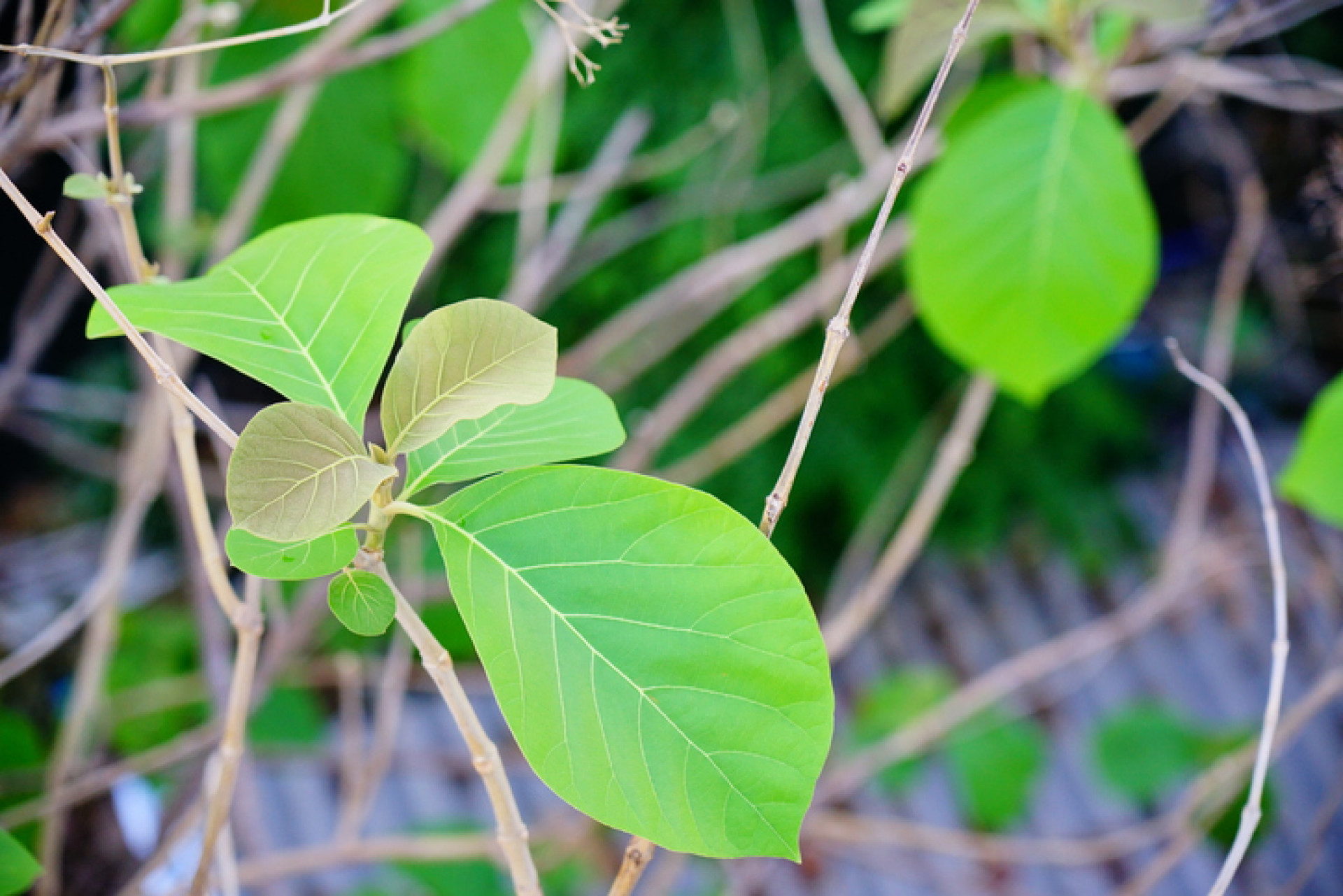 An application scenario or product detail of pleather plants - Image 10