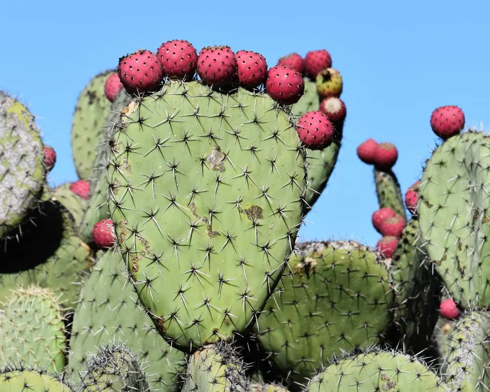 An application scenario or product detail of pleather plants - Image 13