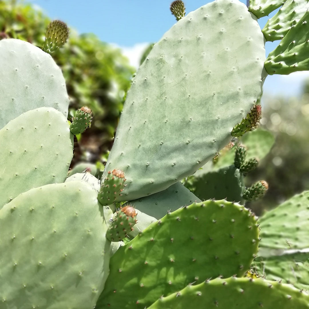 An application scenario or product detail of pleather plants - Image 16