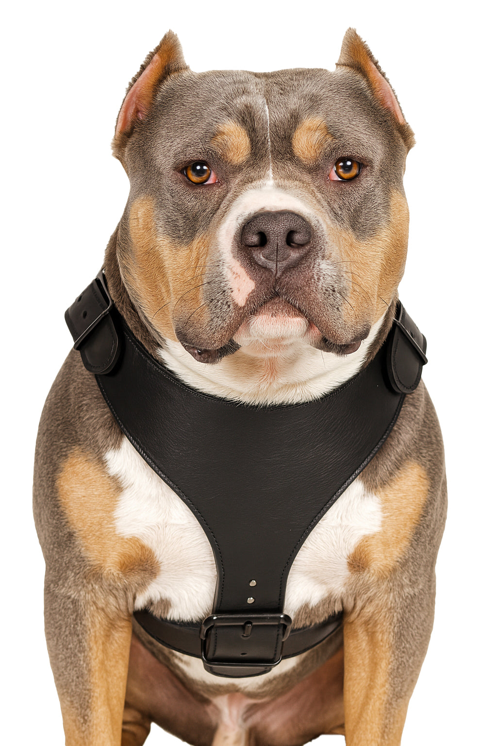 custom made leather dog harness