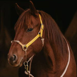 custom leather halters Material